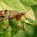 Männliche Skorpionsfliege