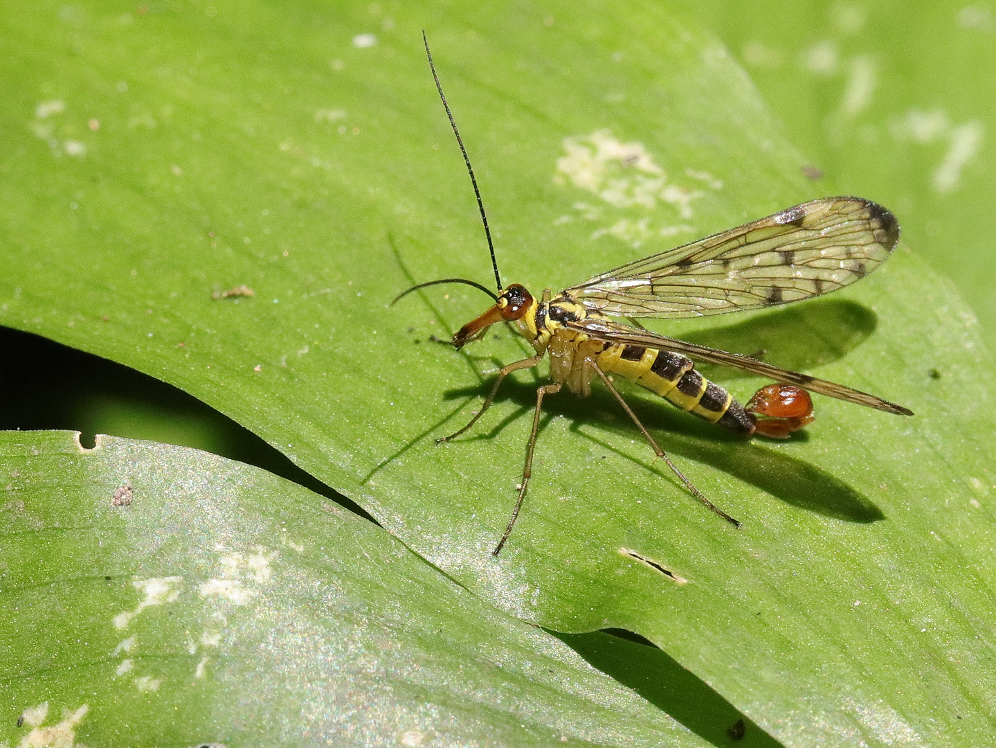 männliche Skorpionsfliege