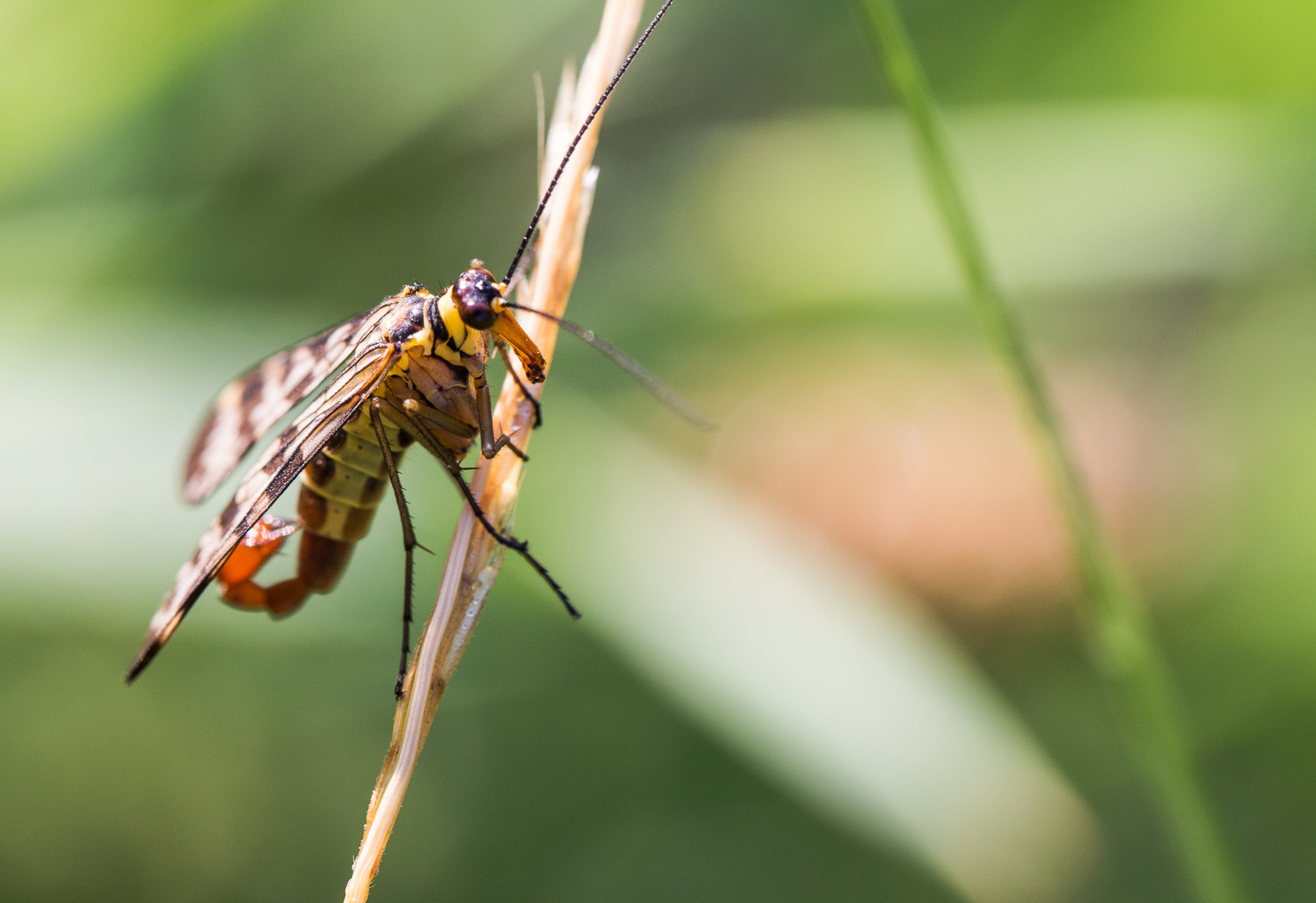 Männliche Skorpionsfliege