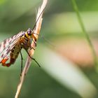 Männliche Skorpionsfliege