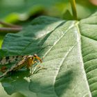 männliche Skorpionsfliege