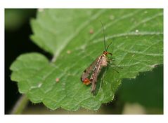 männliche(!) Skorpionsfliege