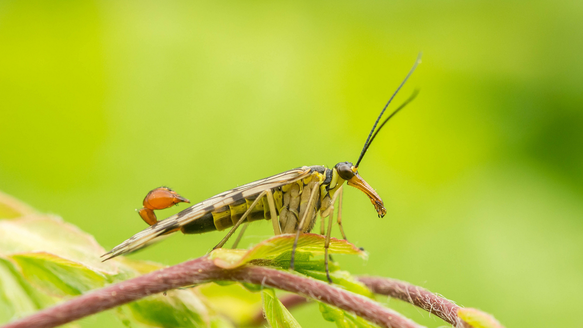 männliche Skorpionsfliege