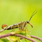 männliche Skorpionsfliege