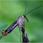 Männliche Skorpionsfliege (Panorpa communis)