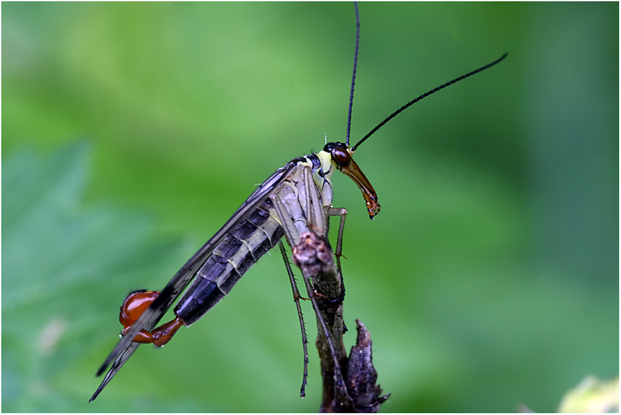 Männliche Skorpionsfliege (Panorpa communis)