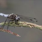 männliche Spitzenflecklibelle am Bach