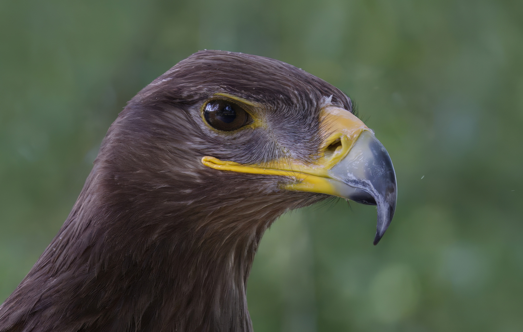  Männliche Steppenadler - porträt