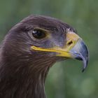  Männliche Steppenadler - porträt