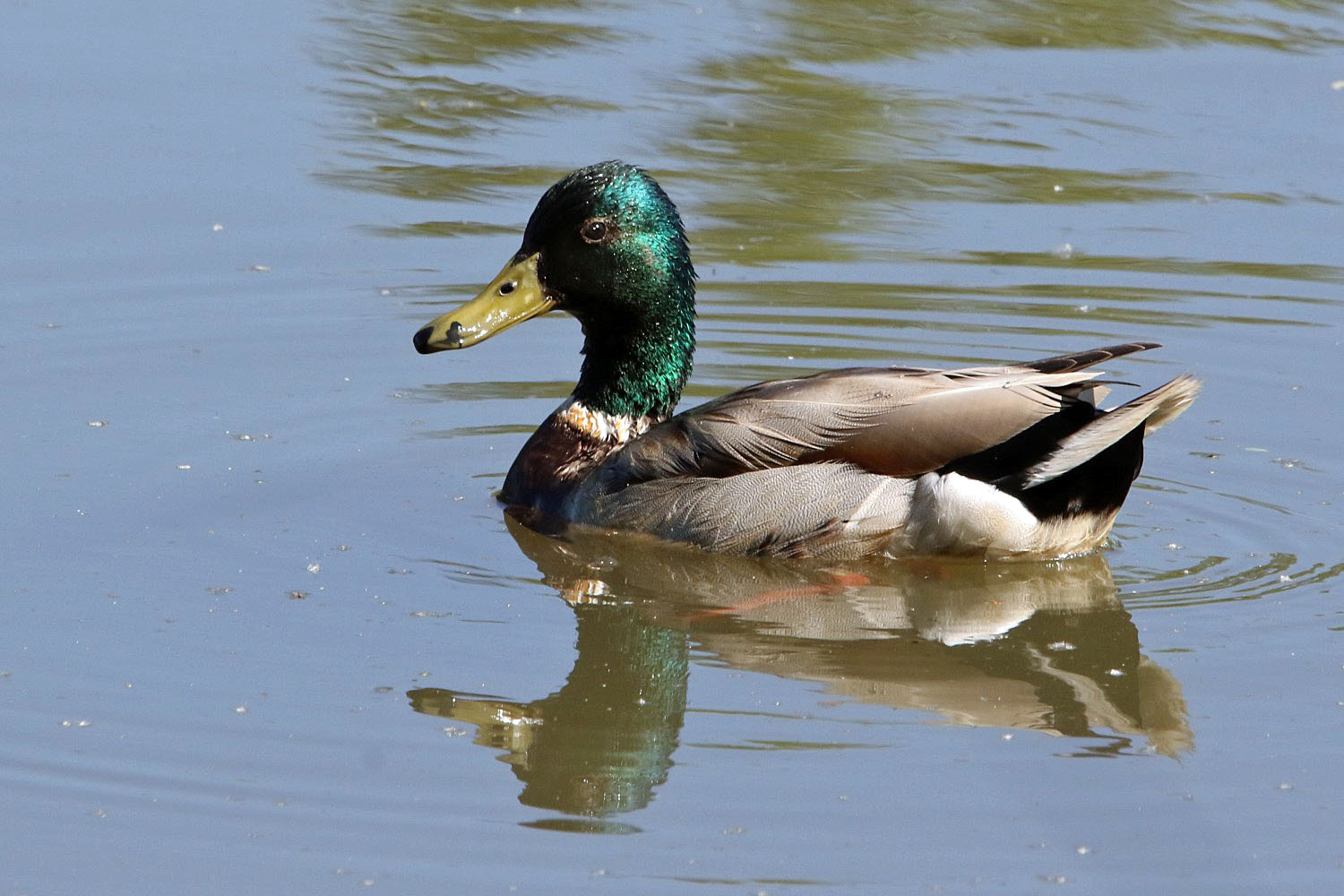 männliche Stockente