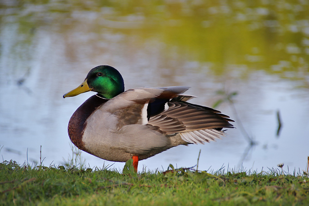 männliche Stockente