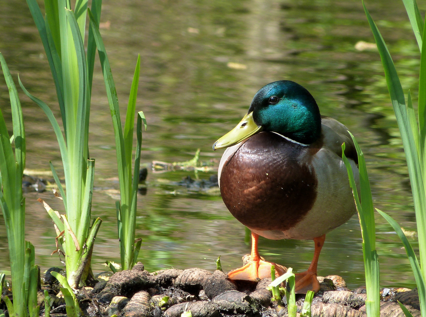 Männliche Stockente