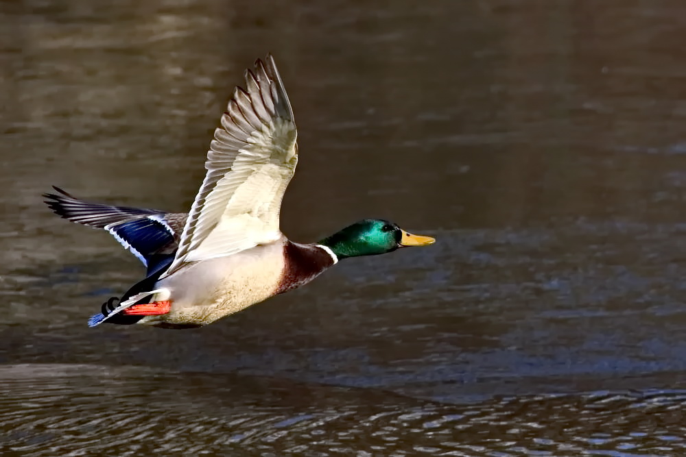 männliche Stockente