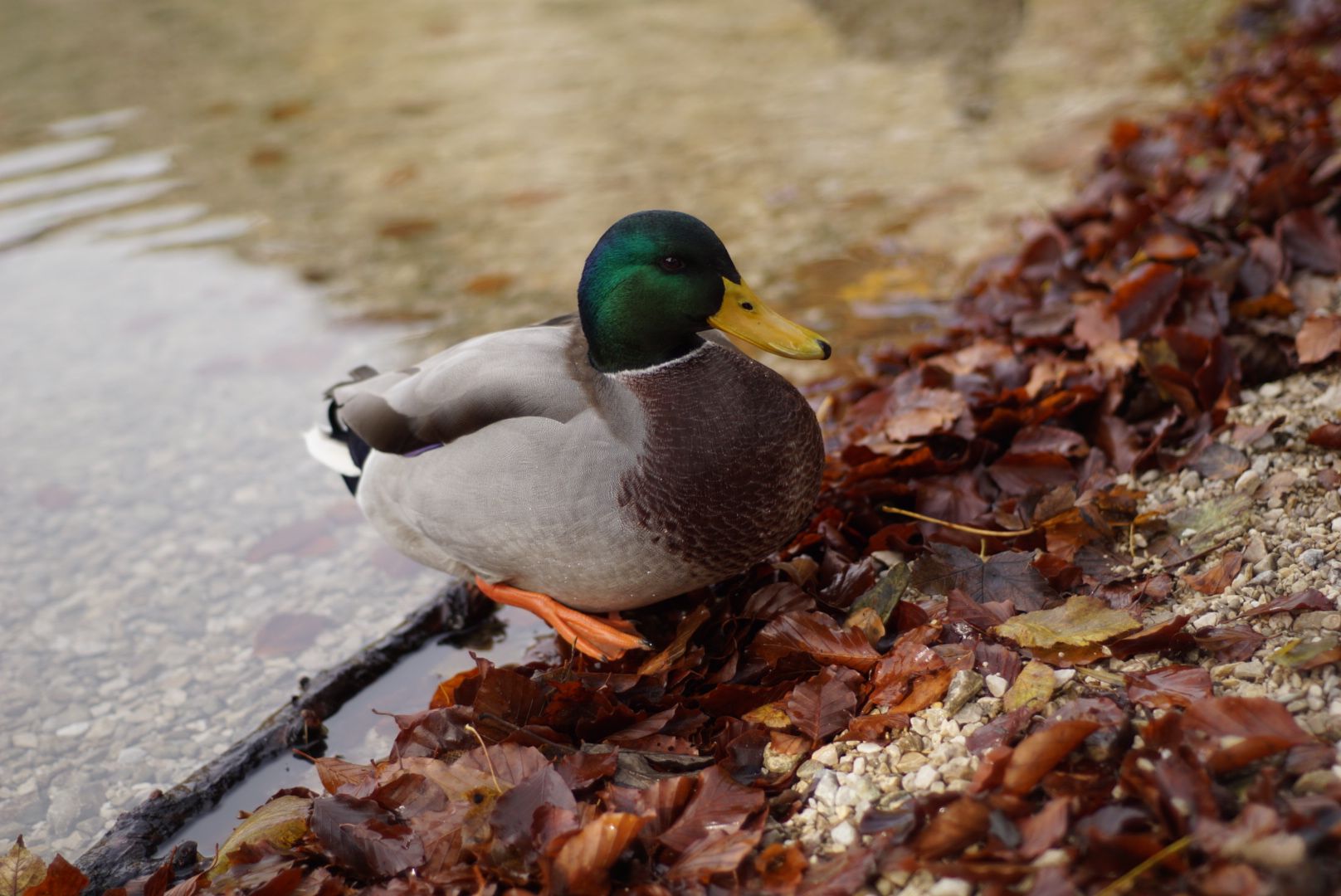 männliche Stockente