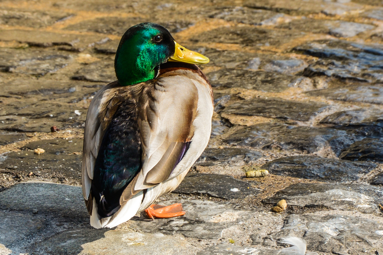 Männliche Stockente