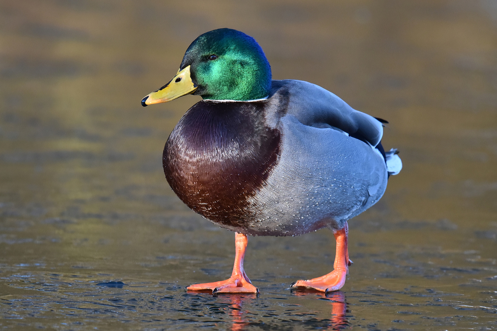 Männliche Stockente