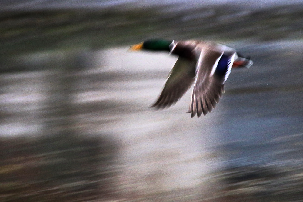 männliche Stockente im Flug