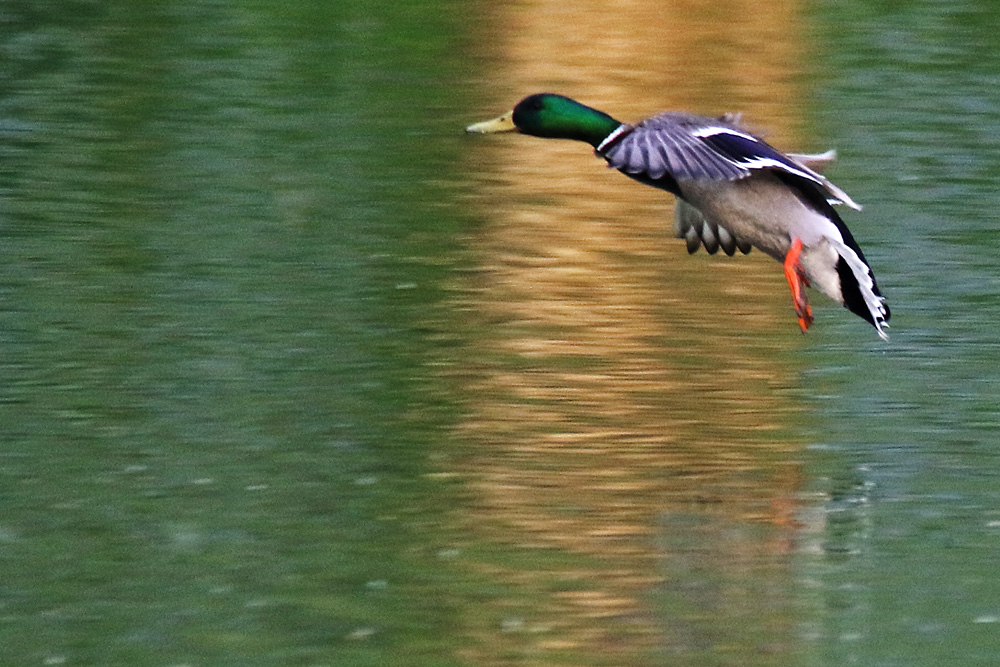 männliche Stockente im Landeanflug