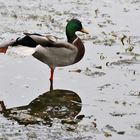 männliche Stockente mit Streckübung