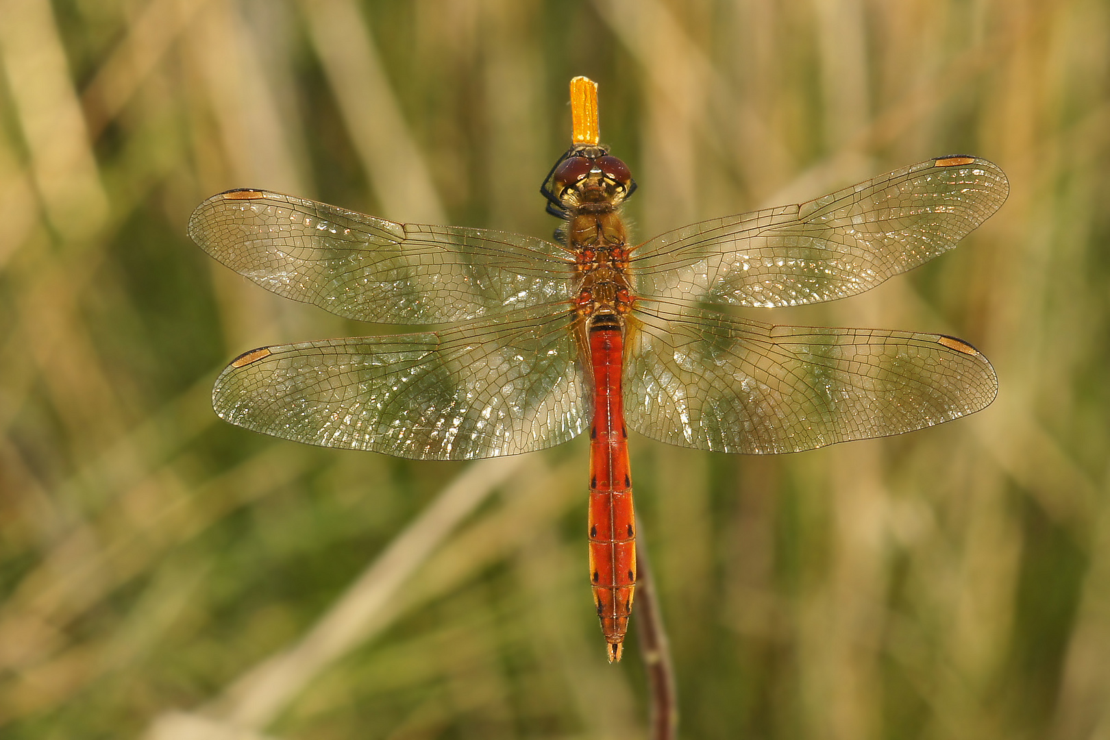 Männliche Sumpf-Heidelibelle (Sympetrum depressiusculum)