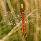 Männliche Sumpf-Heidelibelle (Sympetrum depressiusculum)