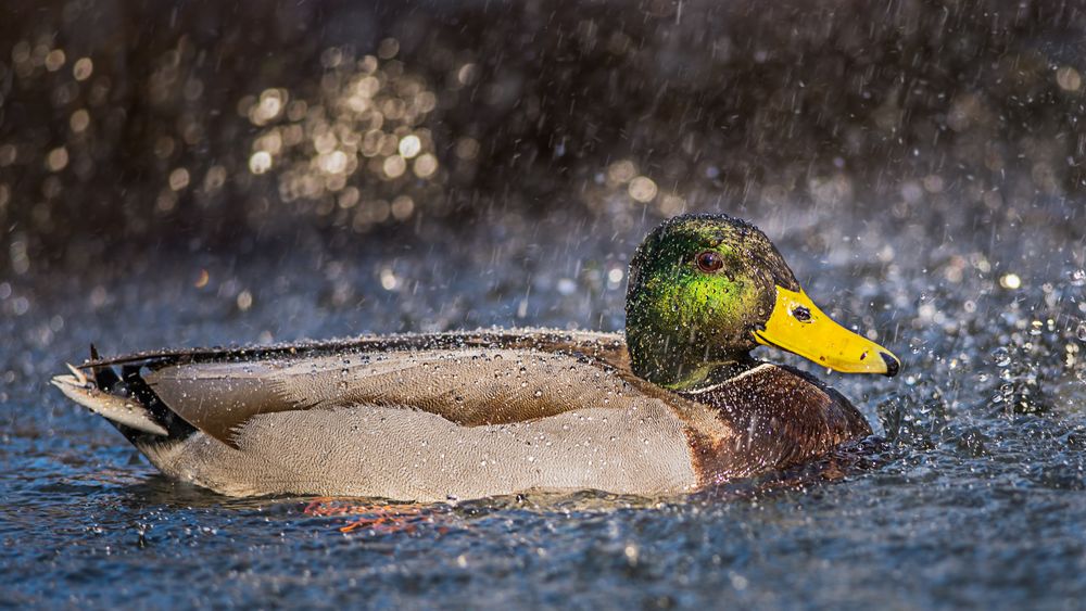 Männliche Wassernixe. Foto & Bild | tiere, wildlife, wild lebende