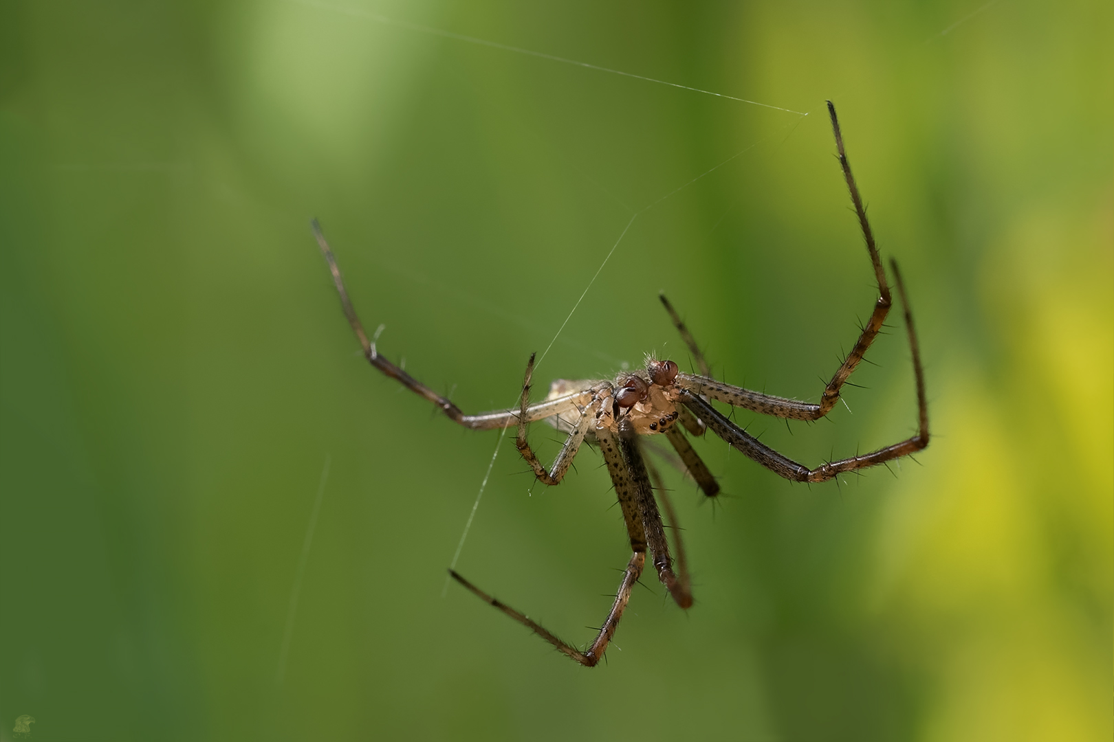 männliche Wespenspinne (Argiope bruennichi) ...