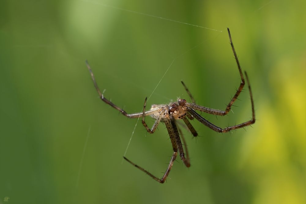 männliche Wespenspinne (Argiope bruennichi) ...