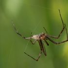 männliche Wespenspinne (Argiope bruennichi) ...