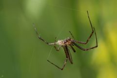 männliche Wespenspinne (Argiope bruennichi) ...