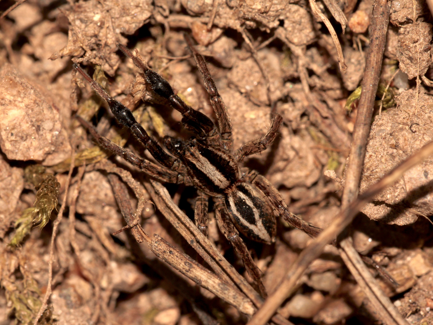 Männliche Wolfsspinne: ALOPECOSA CUNEATA