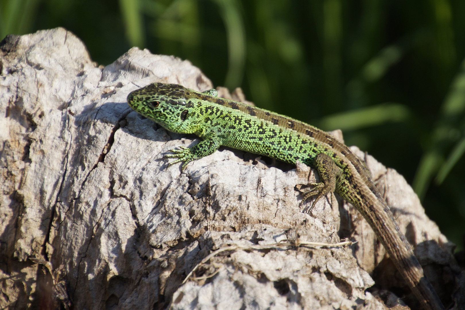 Männliche Zaun-Eidechse - Lacerta agilis