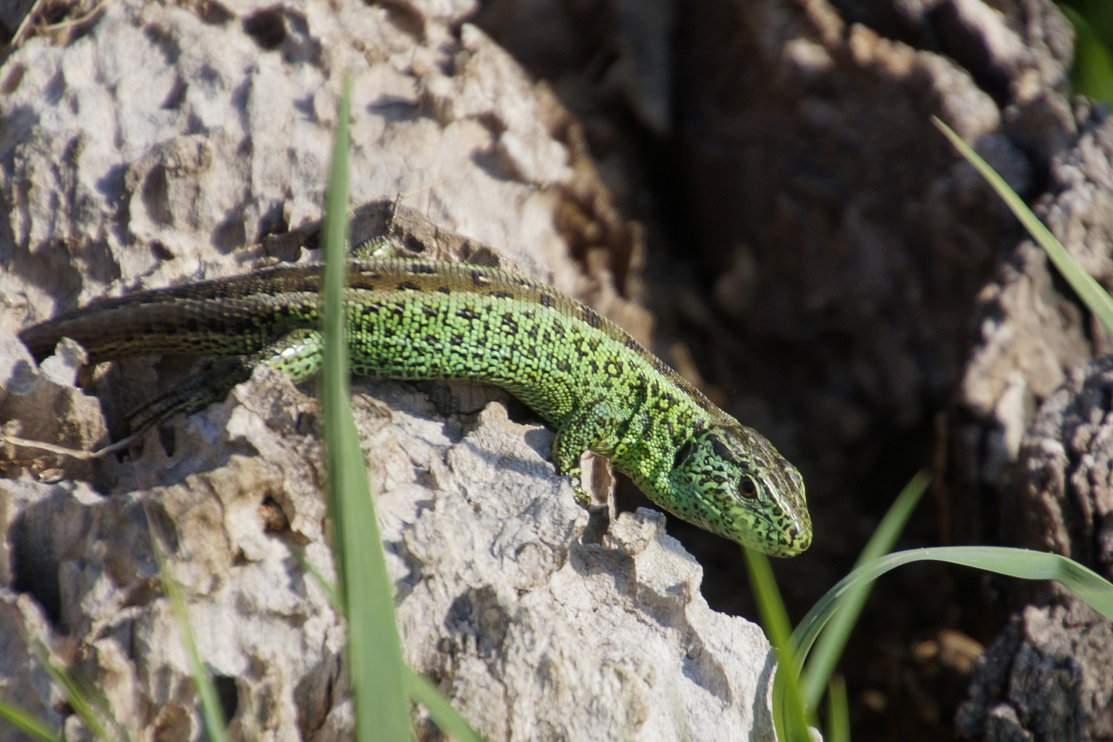 Männliche Zaun-Eidechse - Lacerta agilis