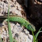 Männliche Zaun-Eidechse - Lacerta agilis