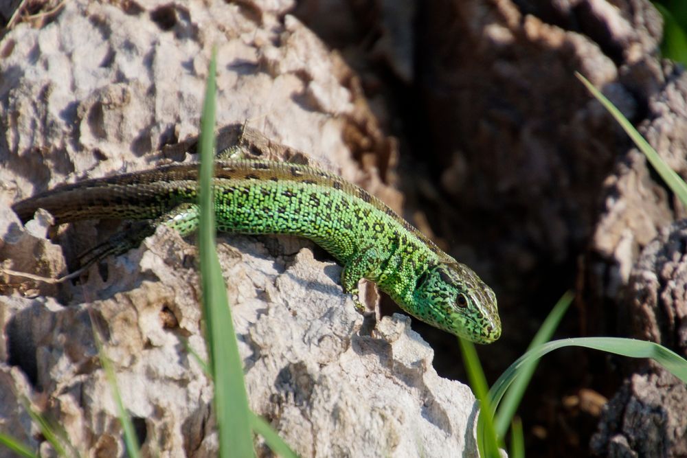 Männliche Zaun-Eidechse - Lacerta agilis