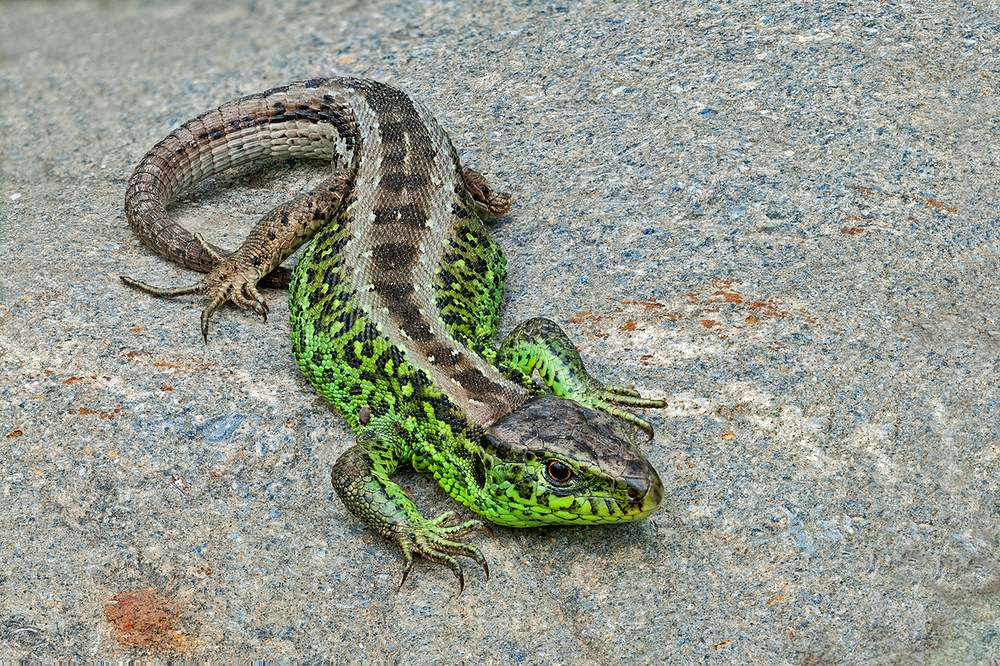 Männliche Zauneidechse Foto & Bild | tiere, wildlife, amphibien & reptilien Bilder auf fotocommunity