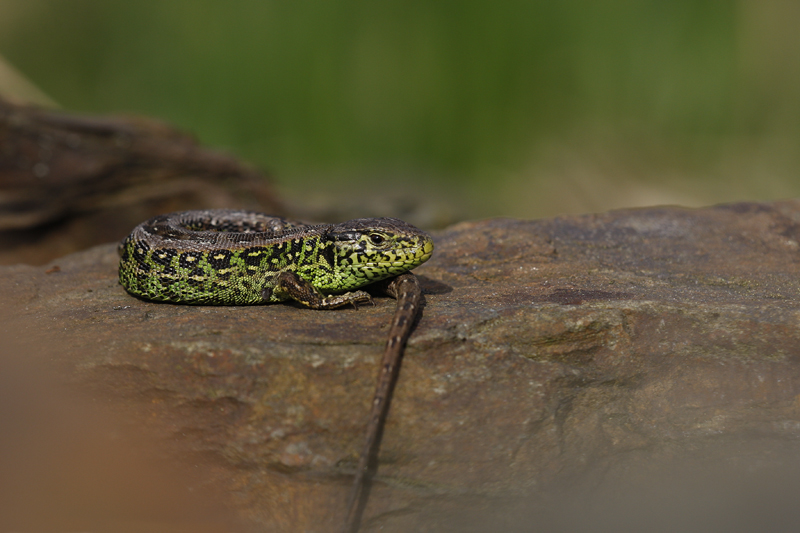 männliche Zauneidechse Foto & Bild | tiere, wildlife, amphibien & reptilien Bilder auf fotocommunity