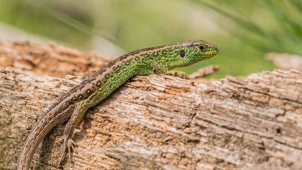 männliche Zauneidechse Foto & Bild | tiere, wildlife, amphibien & reptilien Bilder auf fotocommunity