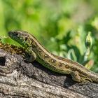 männliche Zauneidechse beim Sonnenbad