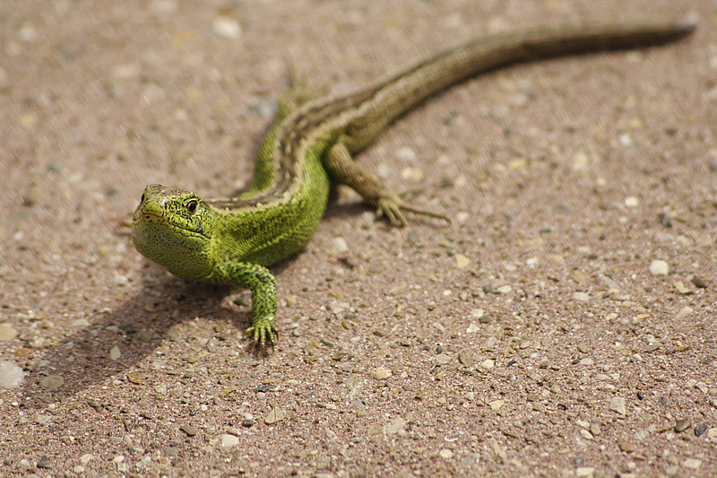 Männliche Zauneidechse (Lacerta agilis)