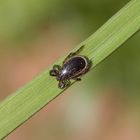 Männliche Zecke - Jetzt warten sie wieder im Gras auf Mensch und Tier