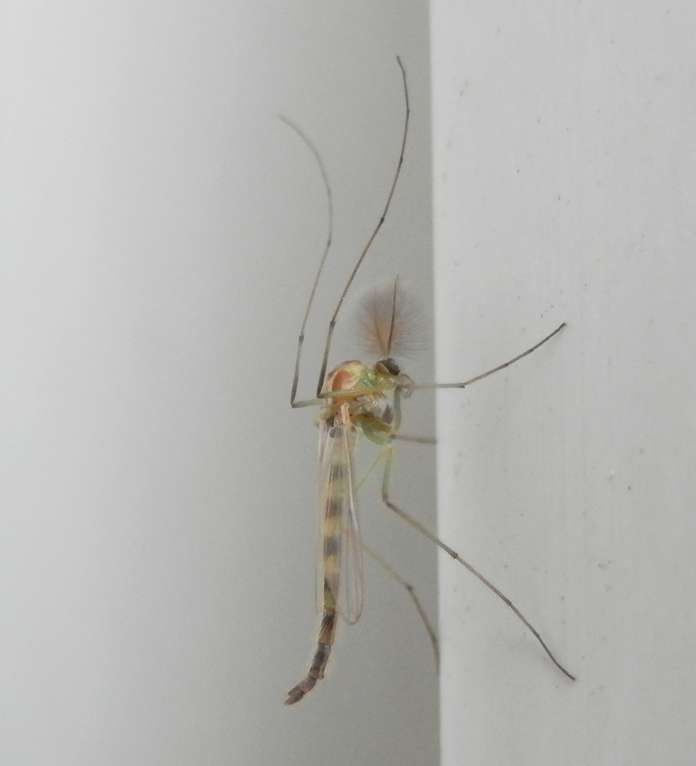 Männliche Zuckmücke am Fensterrahmen - Chironomus plumosus (?)