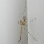 Männliche Zuckmücke am Fensterrahmen - Chironomus plumosus (?)