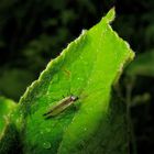 Männliche Zuckmücke Chironomidae), Düsseldorf, 9.5.2012