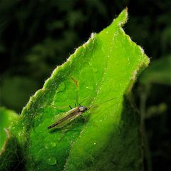 Männliche Zuckmücke Chironomidae), Düsseldorf, 9.5.2012