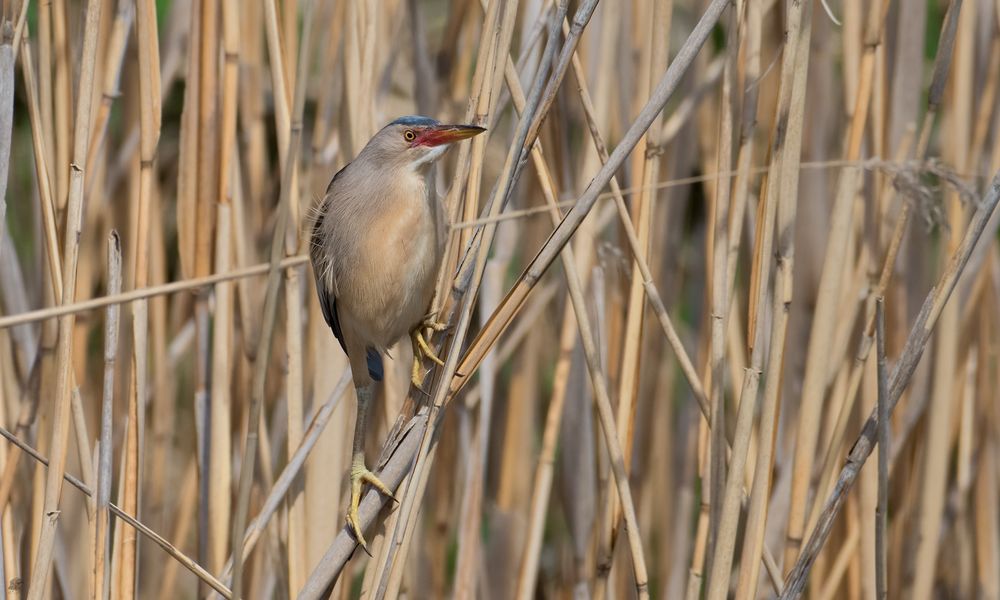 männliche Zwergdommel (Ixobrychus minutus) ...