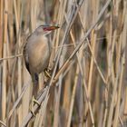 männliche Zwergdommel (Ixobrychus minutus) ...