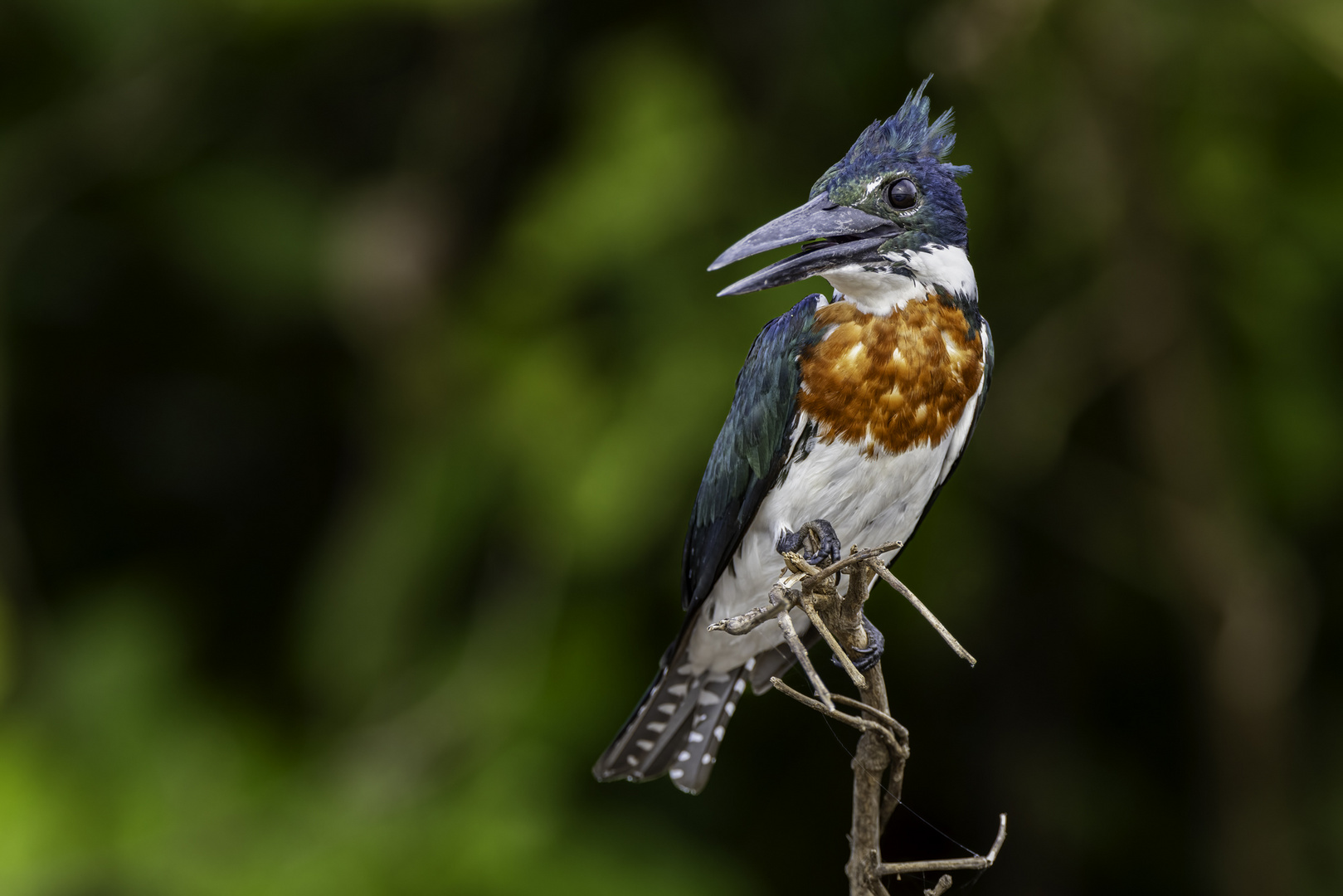 Männlicher Amazonasfischer (Amazon Kingfisher)