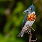 Männlicher Amazonasfischer (Amazon Kingfisher)