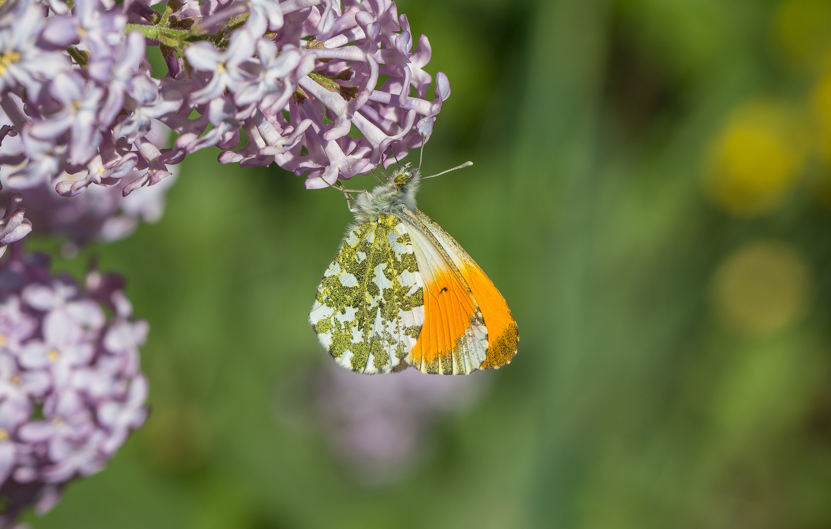 männlicher Aurorafalter (Anthocharis cardamines) beim Dinner